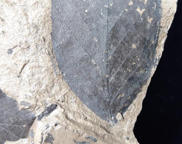 Fagus sylvatica (LINNAEUS 1755) - Bild © FossNet FossilienStore